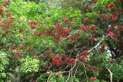 Schotia brachypetala